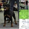  - Njie Best Puppy au 96th International Dog Show Luxembourg