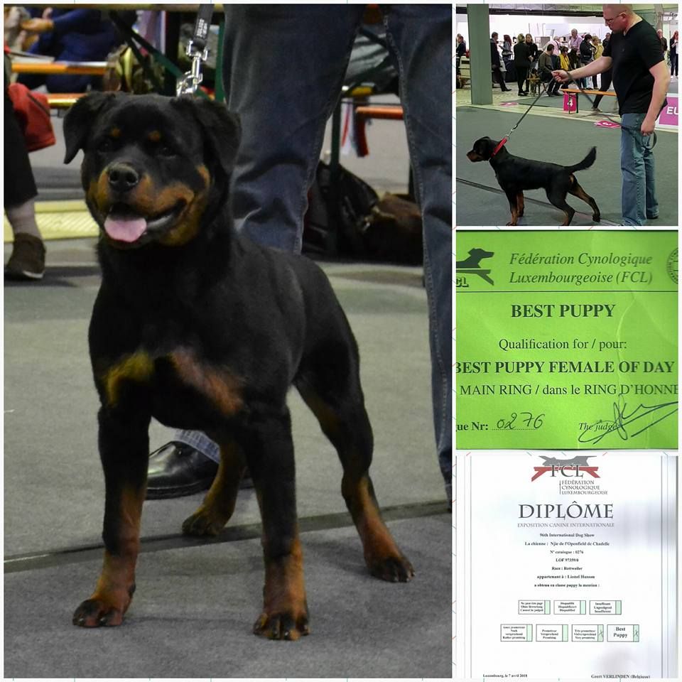 De L'openfield De Chadelle - Njie Best Puppy au 96th International Dog Show Luxembourg